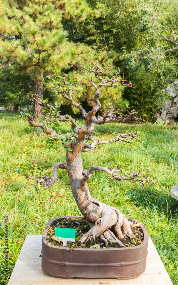 Bonsai tree in the gardens of the Shuishang Park in Tianjin, China