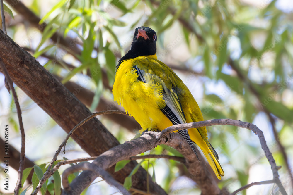 Obraz premium Black-headed Oriole (Oriolus larvatus) in broad-leaved woodland, Phalaborwa, Limpopo, South Africa