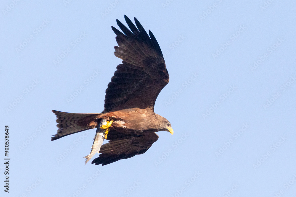 Obraz premium Yellow-billed Kite (Milvus aegyptius) flying with mullet prey in talons
