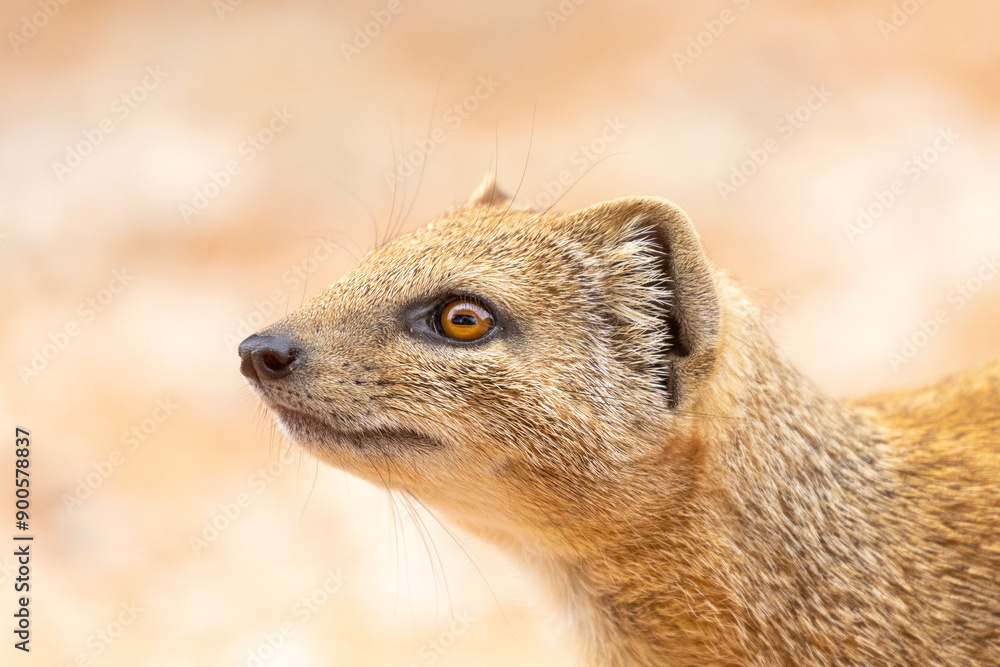 Fototapeta premium Yellow Mongoose (Cynictis penicillata) closeup head shot Kalahari, Northern Cape, South Africa