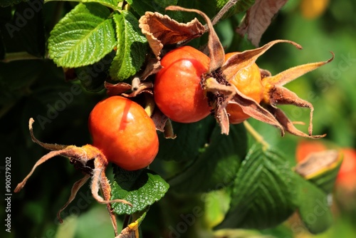 red,ripe fruits of rosa canina bush photo