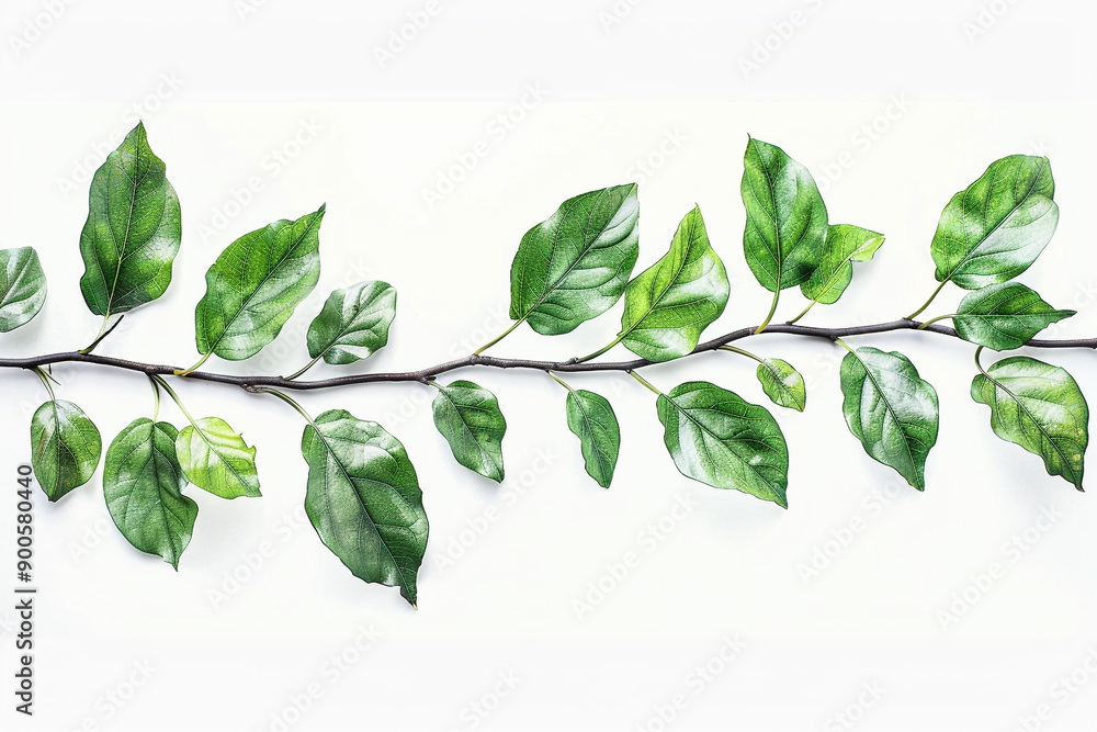 Fototapeta premium There are leaves on a branch with a white background