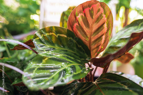 close-up leaves tropical plant calathea in raindrops in rays sun photo