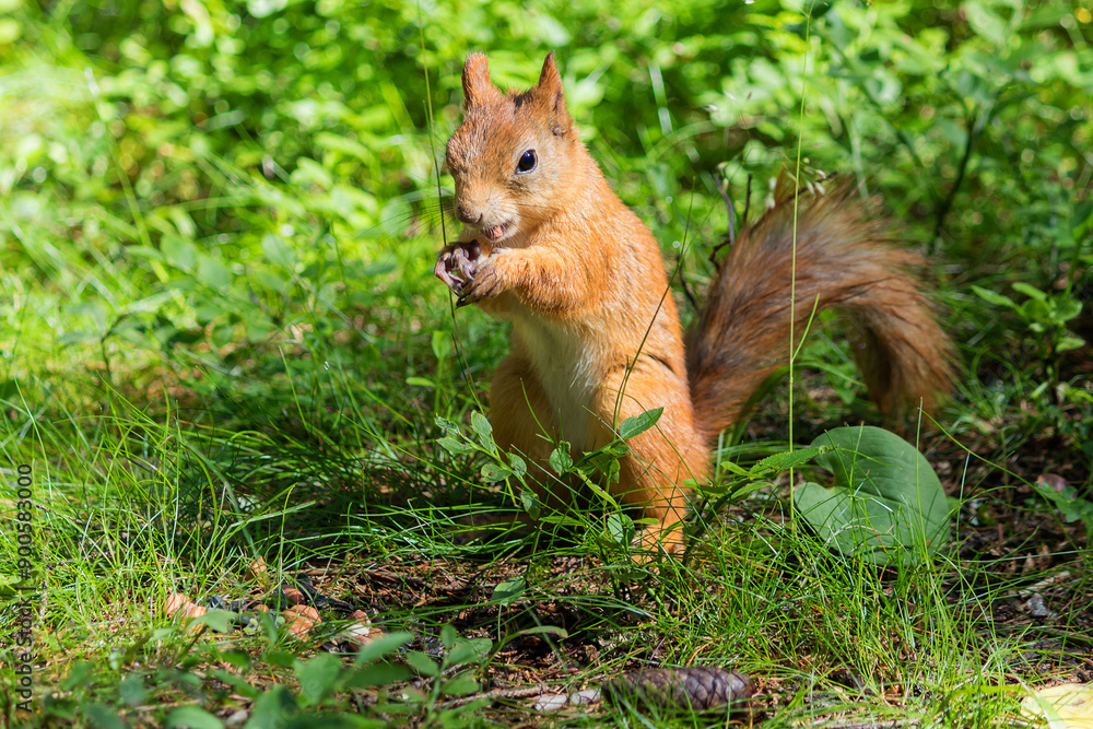 A young wild forest squirrel gnaws on a hazelnut. A young wild forest squirrel gnaws on a hazelnut.