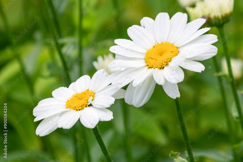 A large blooming garden chamomile in a summer garden at a dacha. A large blooming garden chamomile in a summer garden at a dacha.