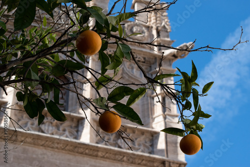 aranci diversi @ lonja de la seda, valencia photo