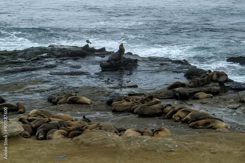 Herd of sea lions resting on a rock
