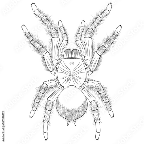 Goliath birdeater, Theraphosa blondi belongs to the tarantula family Theraphosidae. Venezuelan suntiger tarantula spider realistic contour, outline lines drawn photo