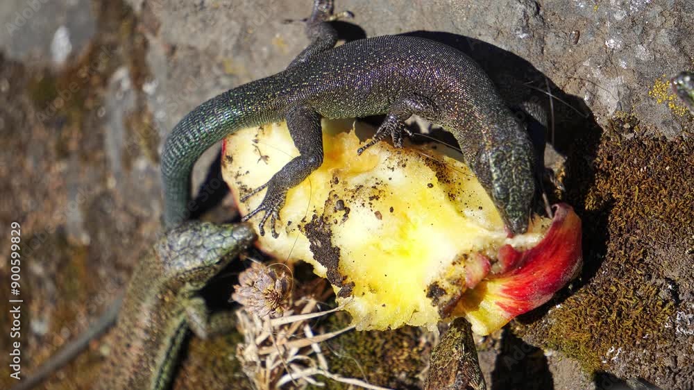 Madeiran wall lizards, also known as Teira dugesii, are sharing a piece of fruit on a rock. They are endemic to the Madeira archipelago in Portugal Madeiran wall lizards, also known as Teira dugesii, are sharing a piece of fruit on a rock. They are endemic to the Madeira archipelago in Portugal