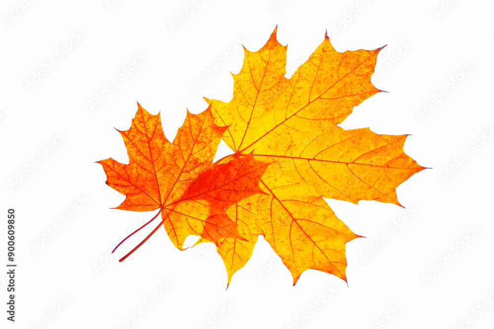 autumn texture, maple leaf isolated on white background autumn texture, maple leaf isolated on white background