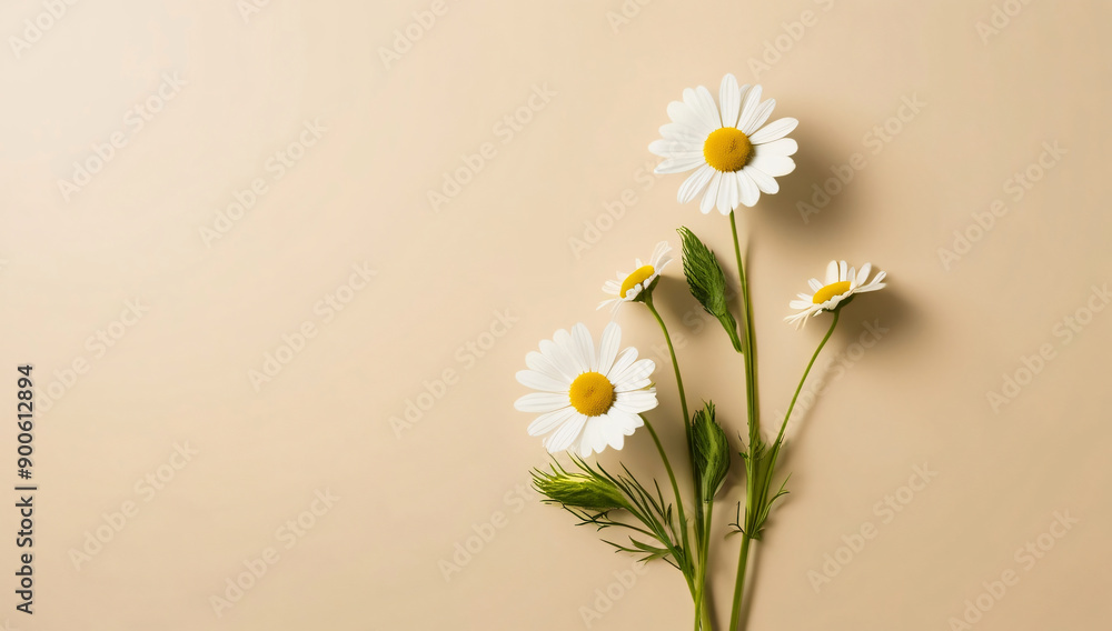 Obraz premium Chamomile flowers background cream beige