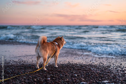 Fototapeta Naklejka Na Ścianę i Meble -  Red shiba inu dog is walking on the Baltic sea beach during the sunset
