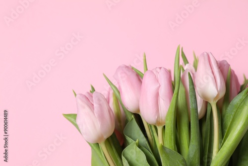 Beautiful fresh tulips on color background