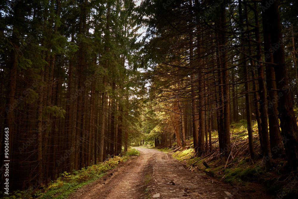 Scenic Forest Pathway Surrounded by Tall Trees in Late Afternoon Light. Hiking in Carpathian Mountains, Ukraine Scenic Forest Pathway Surrounded by Tall Trees in Late Afternoon Light. Hiking in Carpathian Mountains, Ukraine