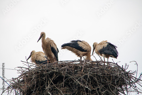 Vier Störche im Nest. photo