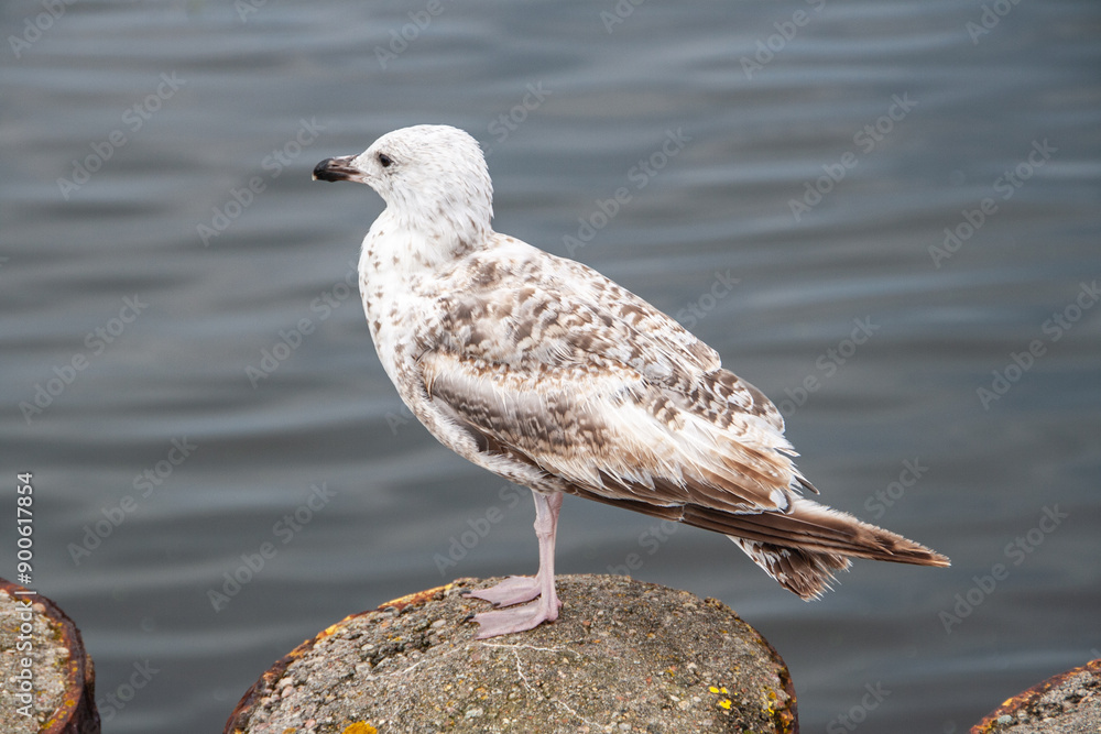 Möwe sitzt auf einem Wellenbrecher in einem Hafen an der polnischen Ostsee und schaut nach links. Möwe sitzt auf einem Wellenbrecher in einem Hafen an der polnischen Ostsee und schaut nach links.