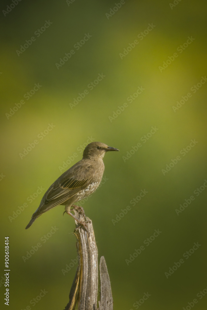 A young common starling sits on top wooden dry branch with an olive green background perpendicular to the camera lens on a sunny summer evening. A young common starling sits on top wooden dry branch with an olive green background perpendicular to the camera lens on a sunny summer evening.