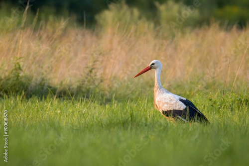 On a sunny summer evening, an adult white stork walks on the field with green grass perpendicular to the camera lens.