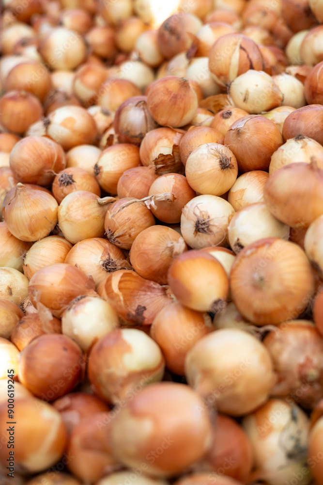 Many ripe onion as a background Many ripe onion as a background