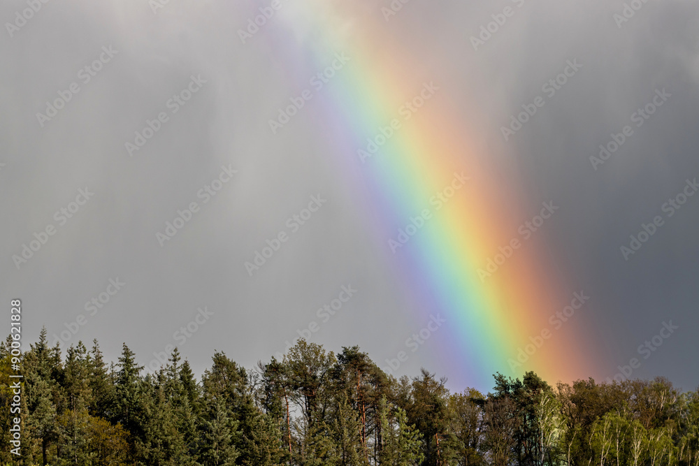 rainbow over the treetops of a forest rainbow over the treetops of a forest