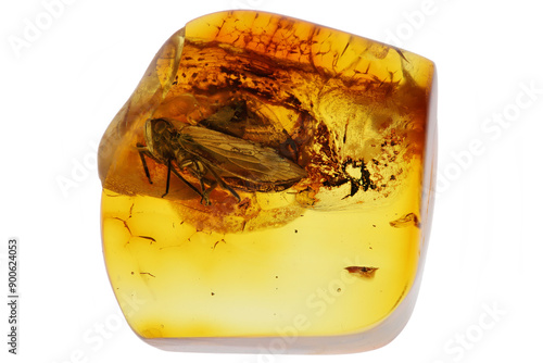 planthopper imprisioned in Baltic amber isolated on white background photo