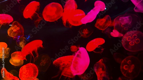Moon Jellyfish in the water tank with red light.