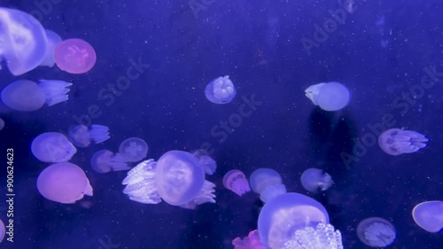 Spotted Jellyfish or Mastigias in the water tank with light.