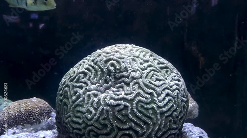 Brain Coral in the water tank.