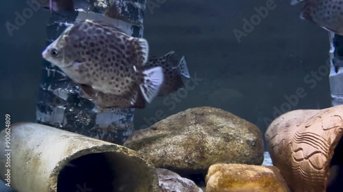 Spotted Scat Fish or Scatophagus Argus in the water tank.