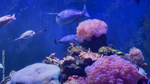 Blue Tang Fish or Paracanthurus hepatus in the water tank.