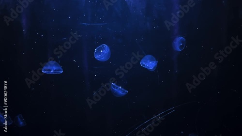 Moon Jellyfish in the water tank with blue light.