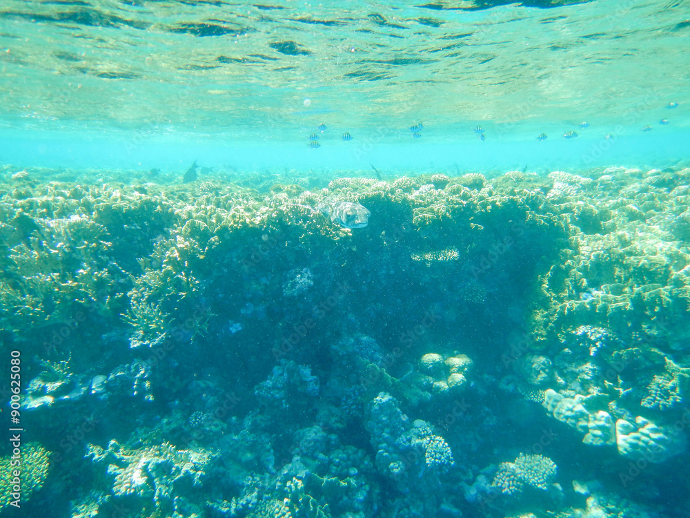box fish at red sea box fish at red sea
