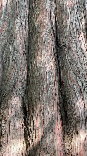 Closeup of tree trunk peeling bark with sunlit shadows brown red natural background