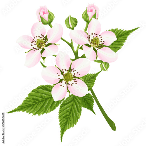 A branch of blackberry flowers. Garden plant with pink flowers. Stock vector illustration.