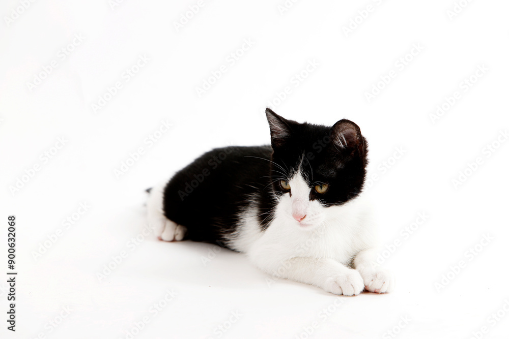 Fototapeta premium black and white kitten lying on white background