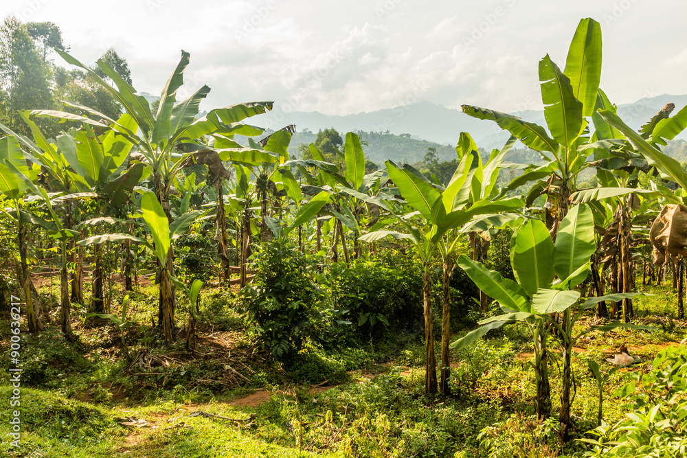 Banana plantation near Budadiri village, Uganda