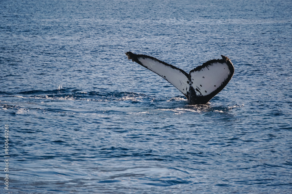 Fototapeta premium Whale tail
