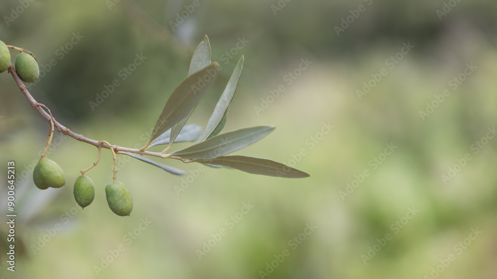 Obraz premium Olive Branch with Green Olives Close-up