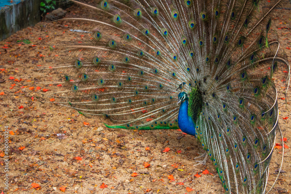 Obraz premium Colorful and Beautiful peacock spreading his wings. Clicked at Arignar Anna Zoological Park , India