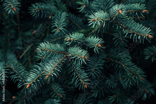 Evergreen Pine Branches in Soft Evening Light