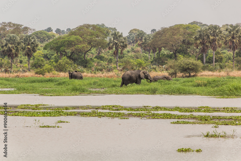 Elephants in Murchison Falls national park, Uganda Elephants in Murchison Falls national park, Uganda