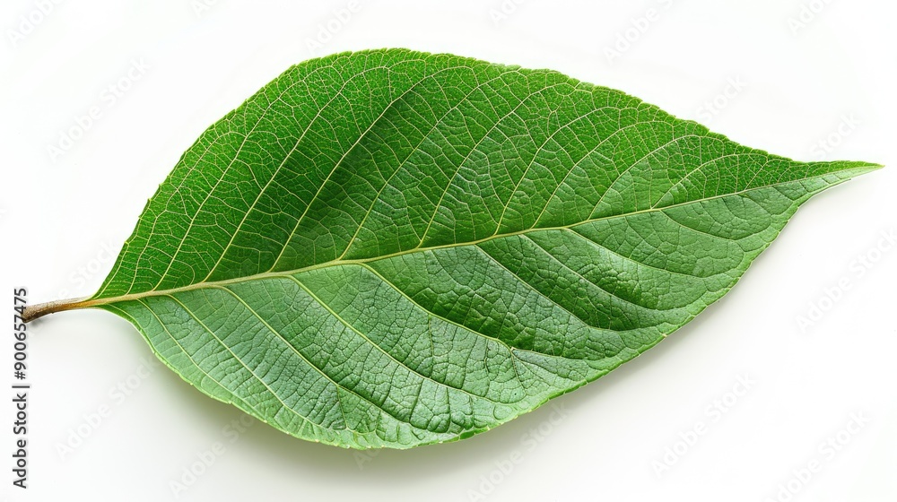 Obraz premium A vibrant green leaf showcasing intricate veins and a natural texture, perfect for themes of nature and sustainability.