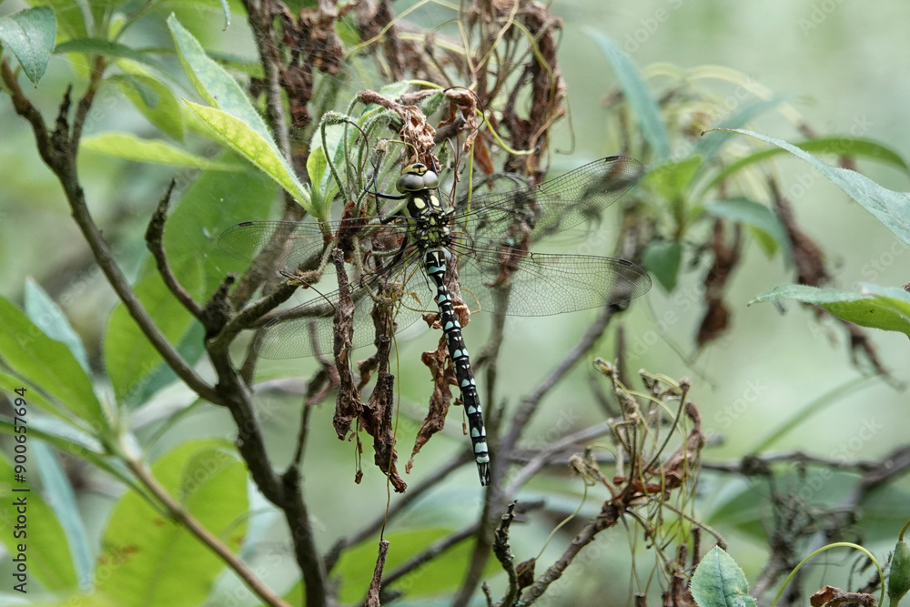 Fototapeta premium A Southern Hawker dragonfly (Aeshna cyanea)