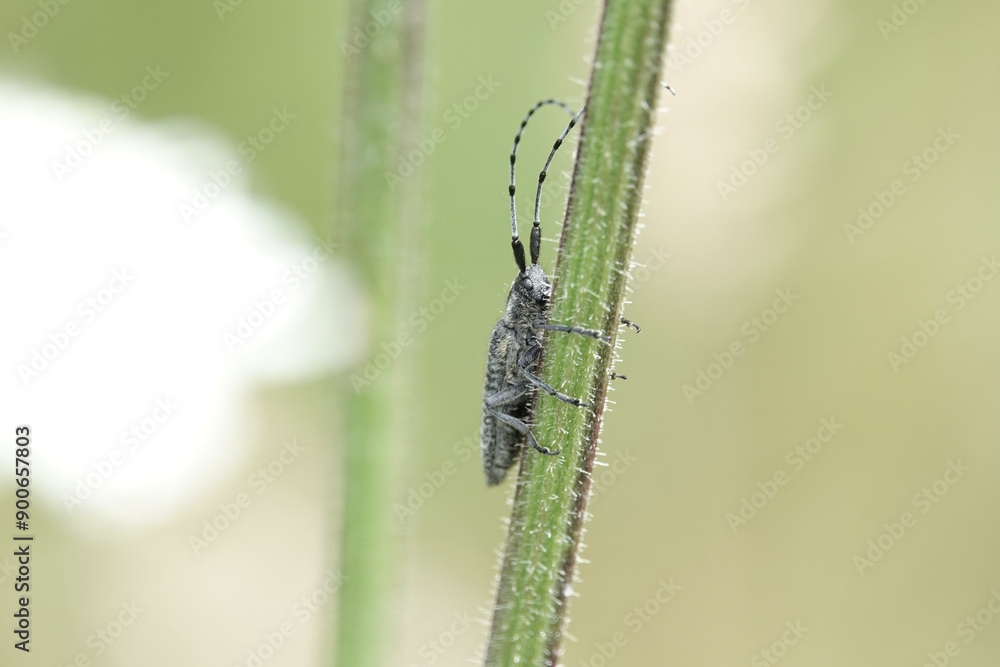 Golden-bloomed Grey Longhorn Beetle (Agapanthia villosoviridescens) Golden-bloomed Grey Longhorn Beetle (Agapanthia villosoviridescens)