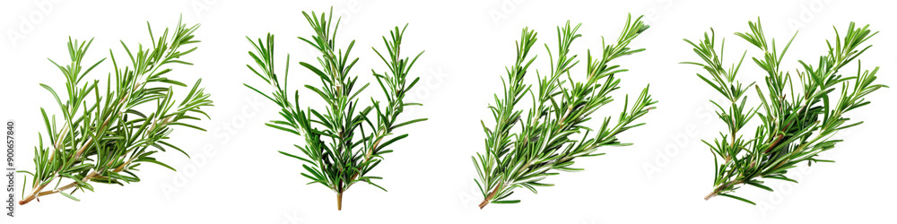 Fresh rosemary sprigs arranged beautifully, perfect for seasoning, garnishing, or herbal decoration in culinary dishes. Fresh rosemary sprigs arranged beautifully, perfect for seasoning, garnishing, or herbal decoration in culinary dishes.