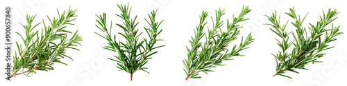 Fresh rosemary sprigs arranged beautifully, perfect for seasoning, garnishing, or herbal decoration in culinary dishes.