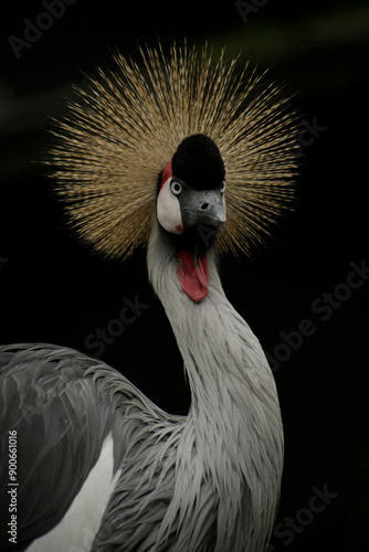 Portrait of a Golden crowned crane photo