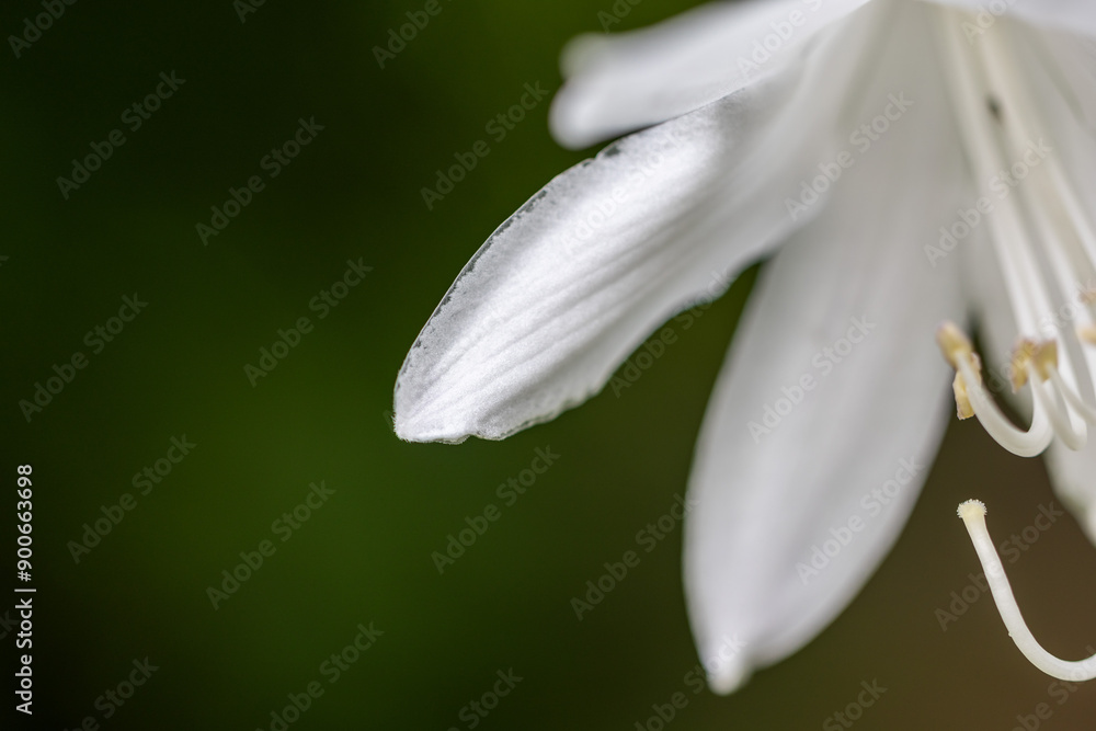 close up of a flower close up of a flower