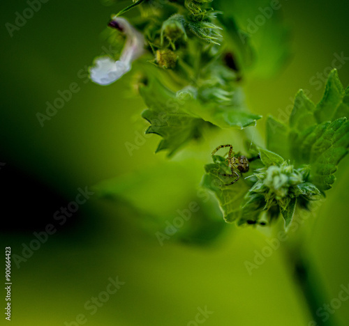 Принти на полотні Spider hiding in cat nip
