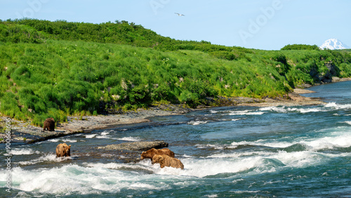 Brown bears in a river with a volcano and bird photo